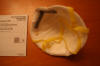 3m N95 Face Mask Particulate Respirator 8210 Raleigh Durham Chapel Hill Medical
